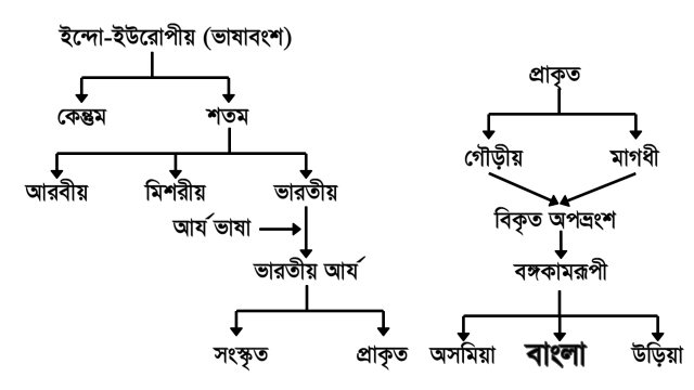 বাংলা ভাষার উৎপত্তি